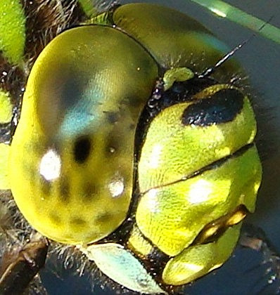 southern hawker